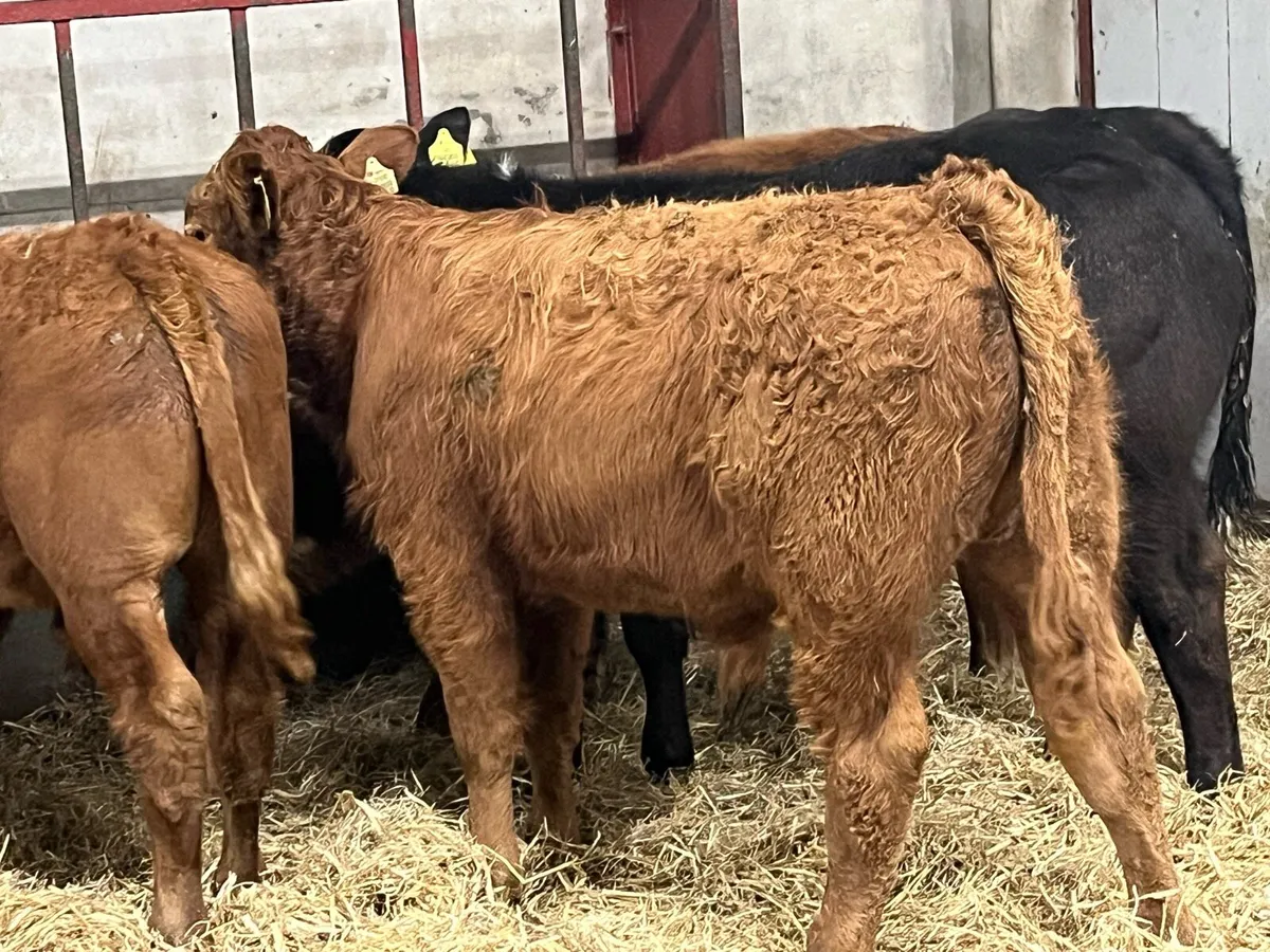 Super 250Kg Red LIM Bull Weanlings - Image 4