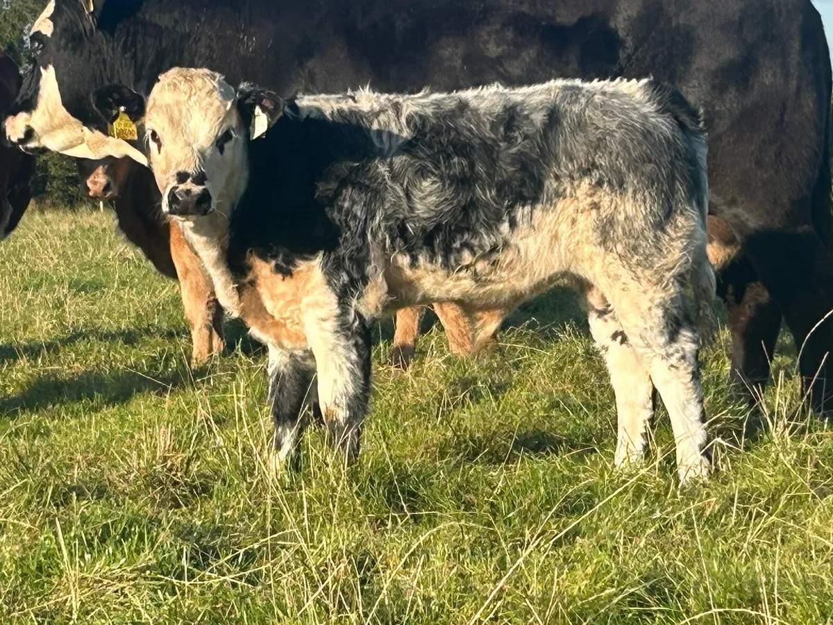 Belgian blue bull runner - Image 1