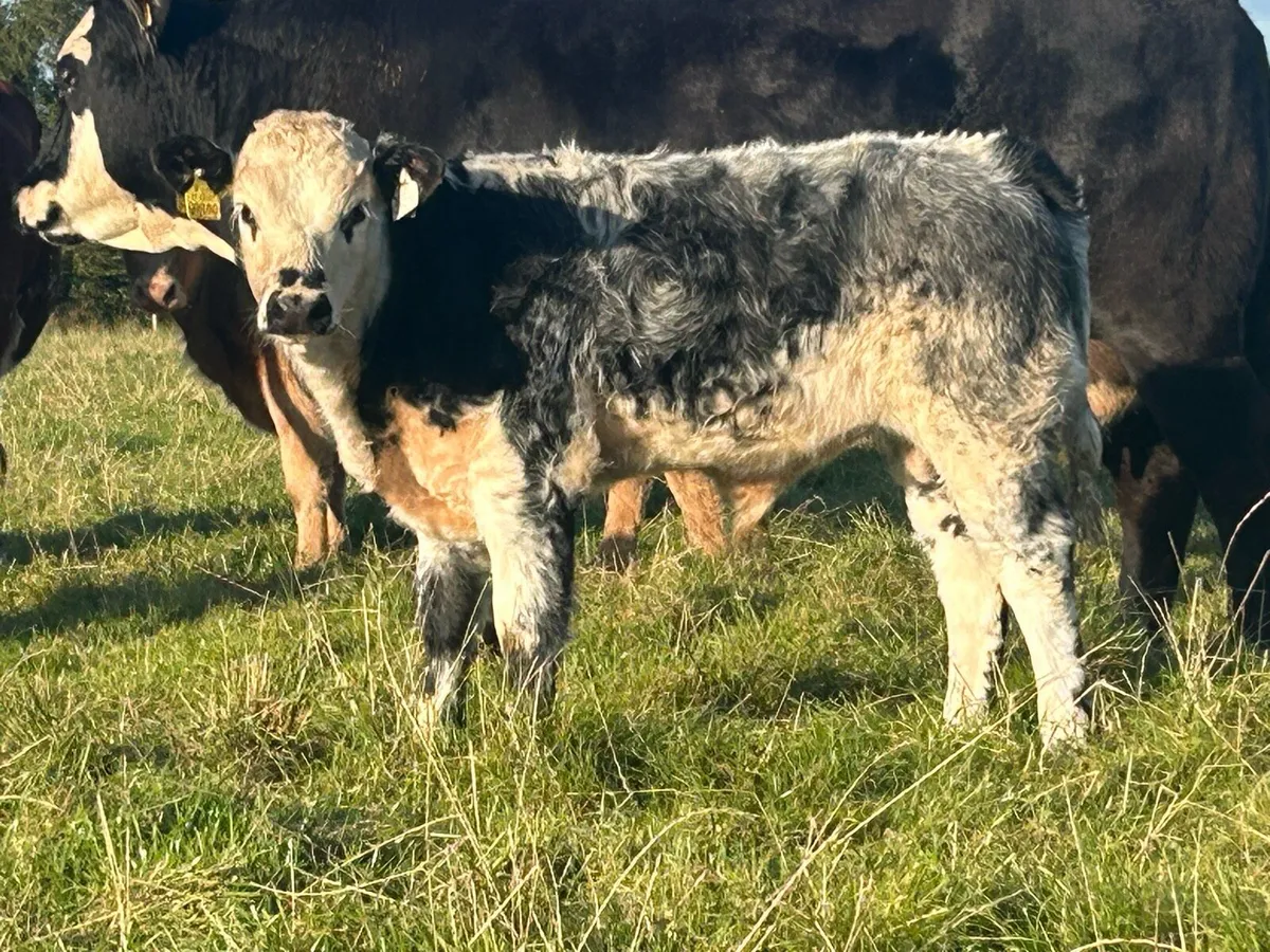 Belgian blue bull runner - Image 2