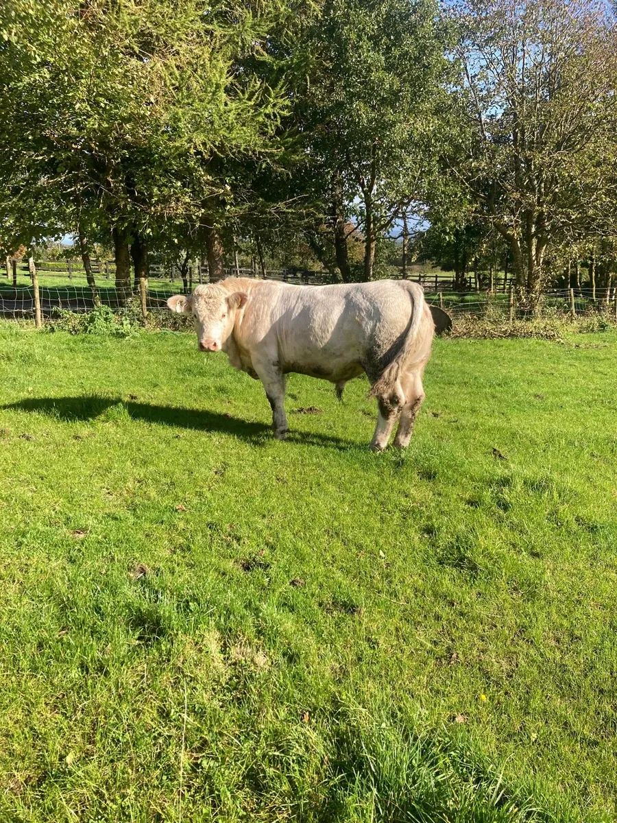 PBR CH bull going to loughrea show and sale - Image 1