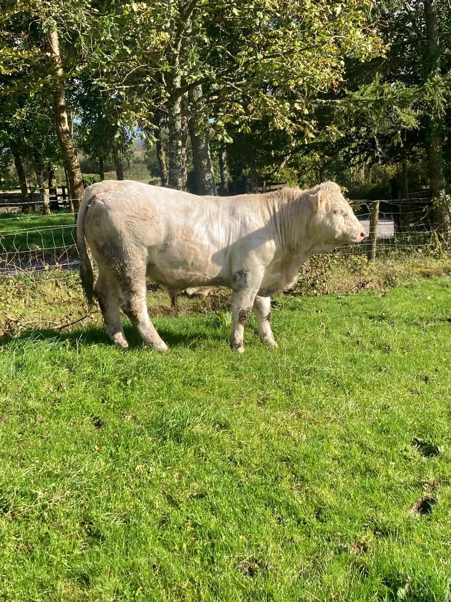 PBR CH bull going to loughrea show and sale - Image 2