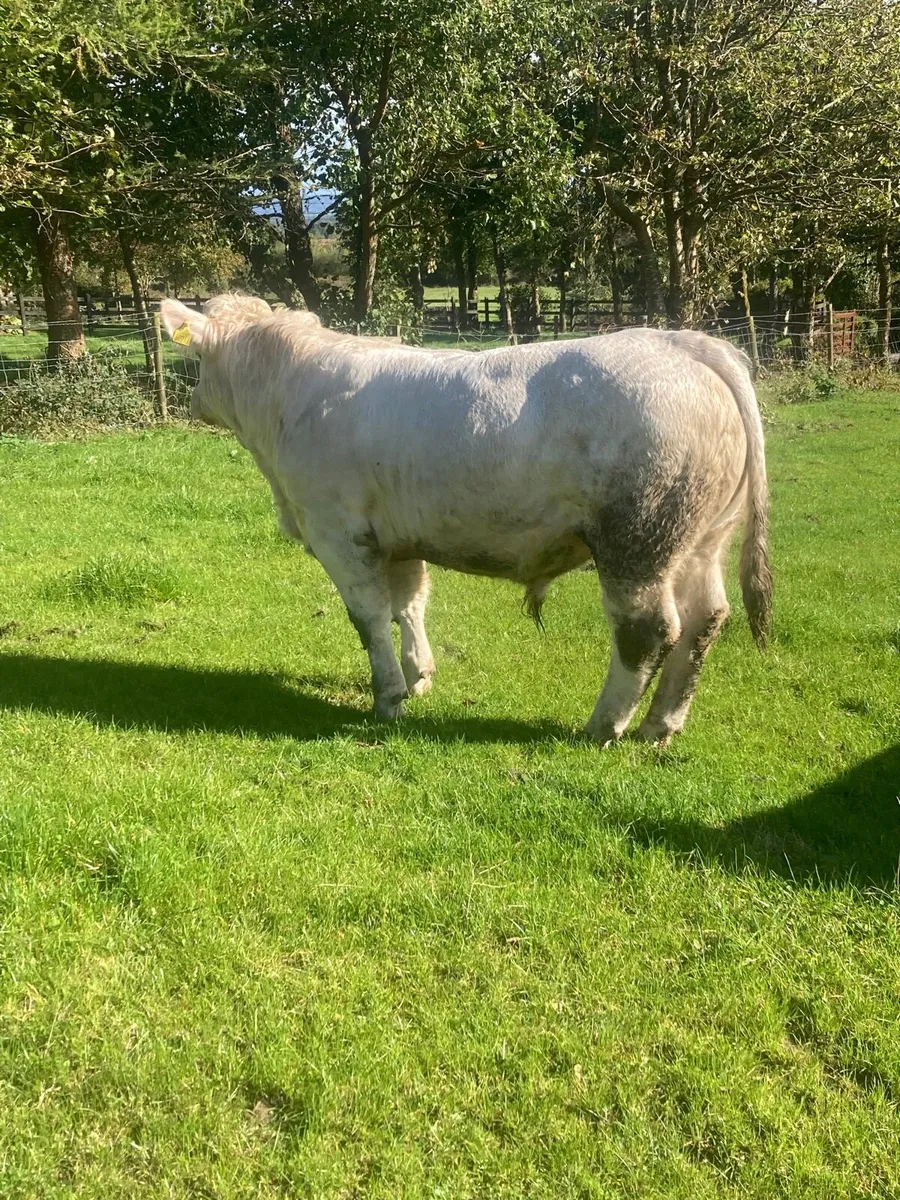 PBR CH bull going to loughrea show and sale - Image 3