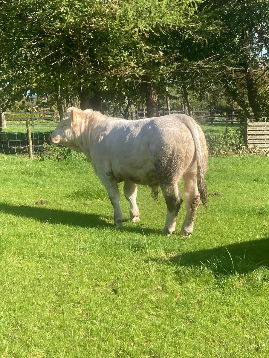 PBR CH bull going to loughrea show and sale - Image 4