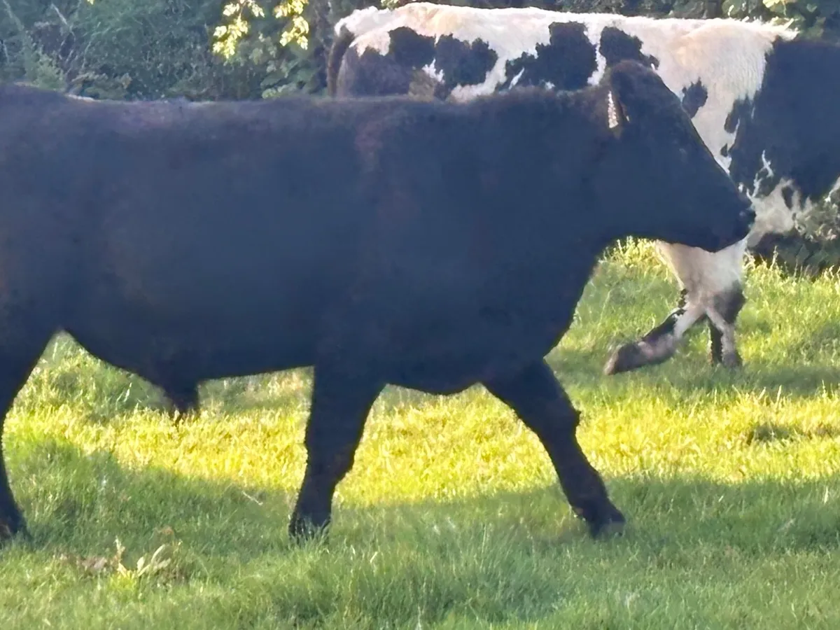 6 store bullocks for sale - Image 2