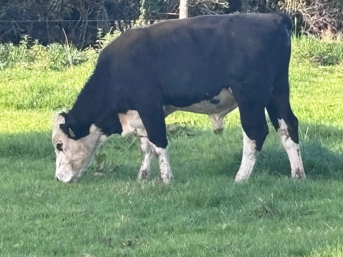 6 store bullocks for sale - Image 3