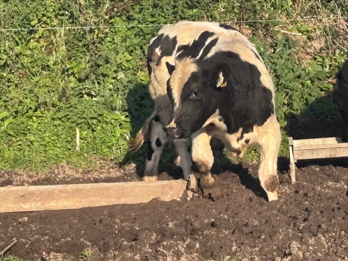 6 store bullocks for sale - Image 4