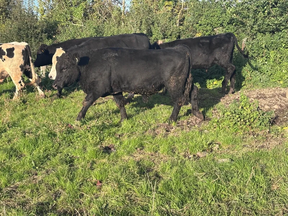 6 store bullocks for sale - Image 1
