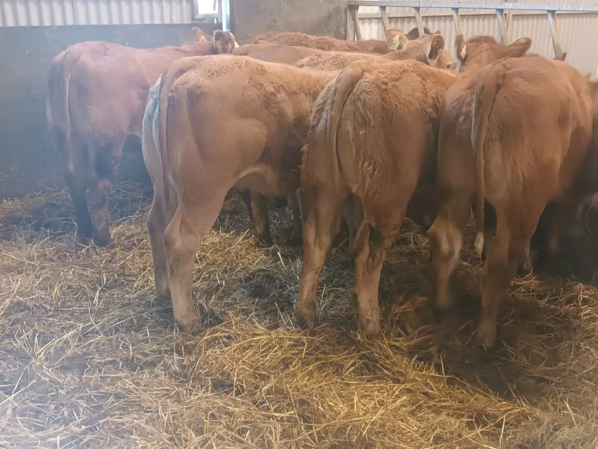 9 Smashing LMX  Heifer's for sale - Image 4