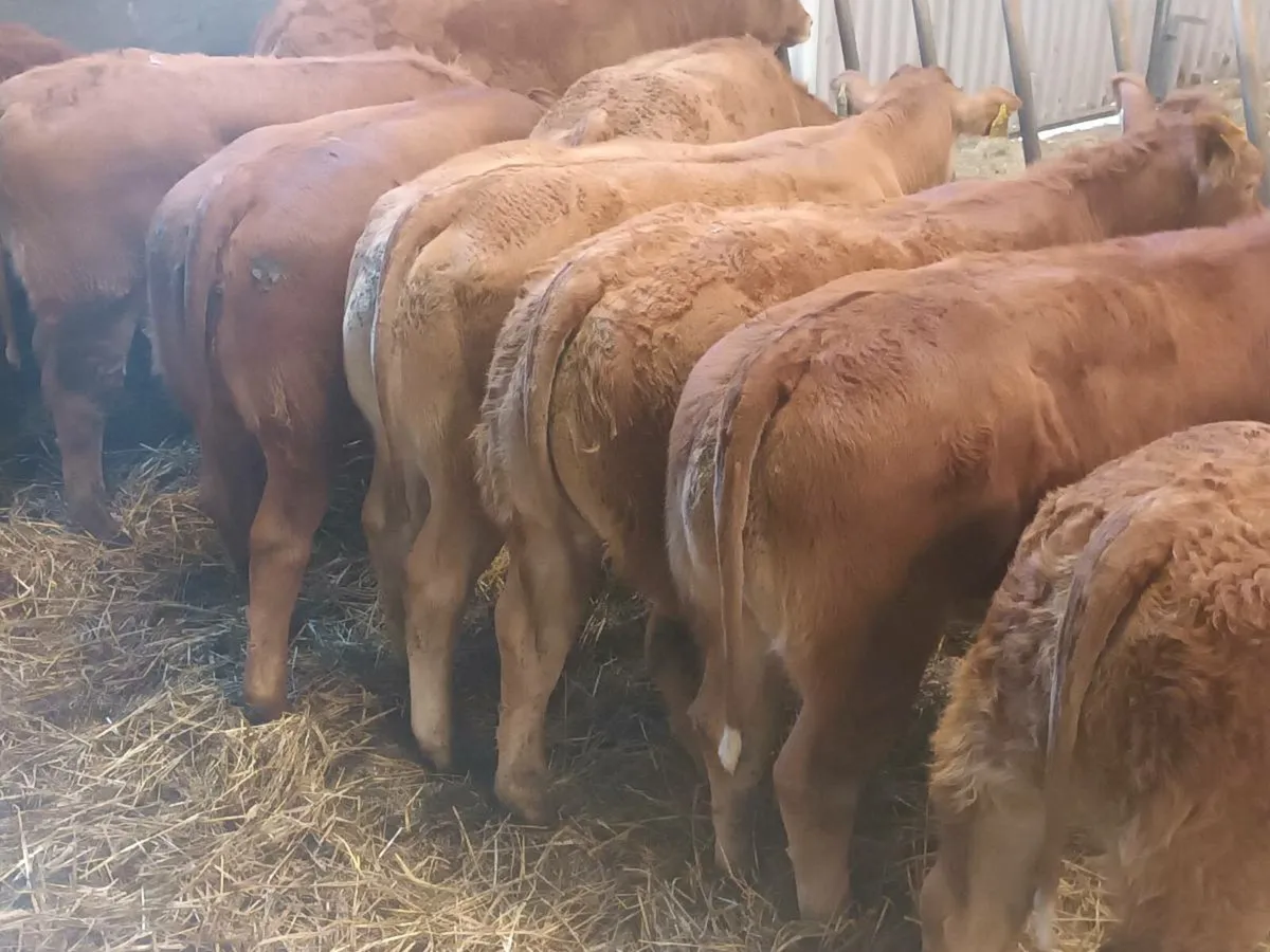 9 Smashing LMX  Heifer's for sale - Image 1