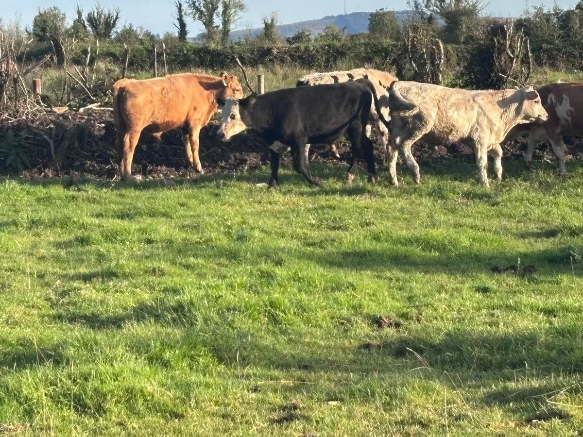 7 top quality bull Weanlings for sale - Image 4