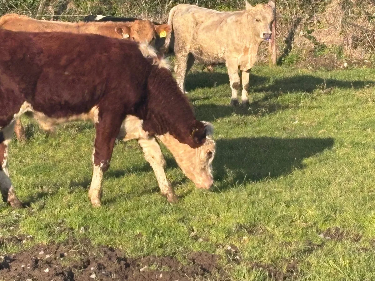 7 top quality bull Weanlings for sale - Image 3