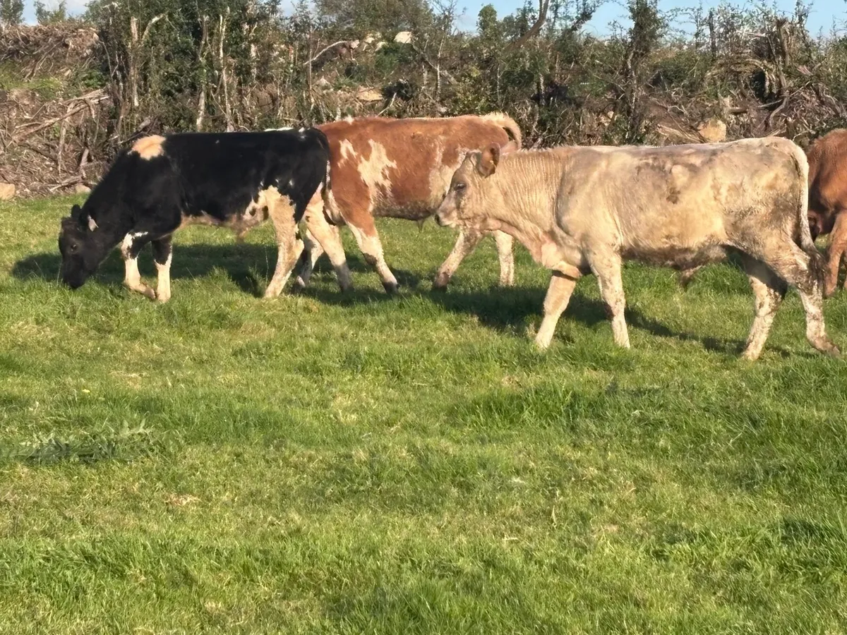 7 top quality bull Weanlings for sale - Image 2
