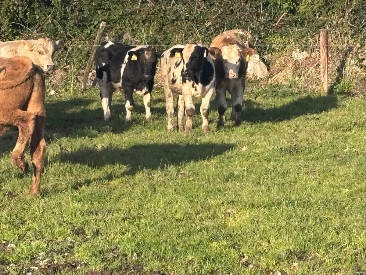 7 top quality bull Weanlings for sale - Image 1