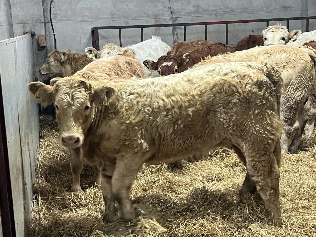 Super 300Kg Golden CH Heifer Weanlings - Image 1