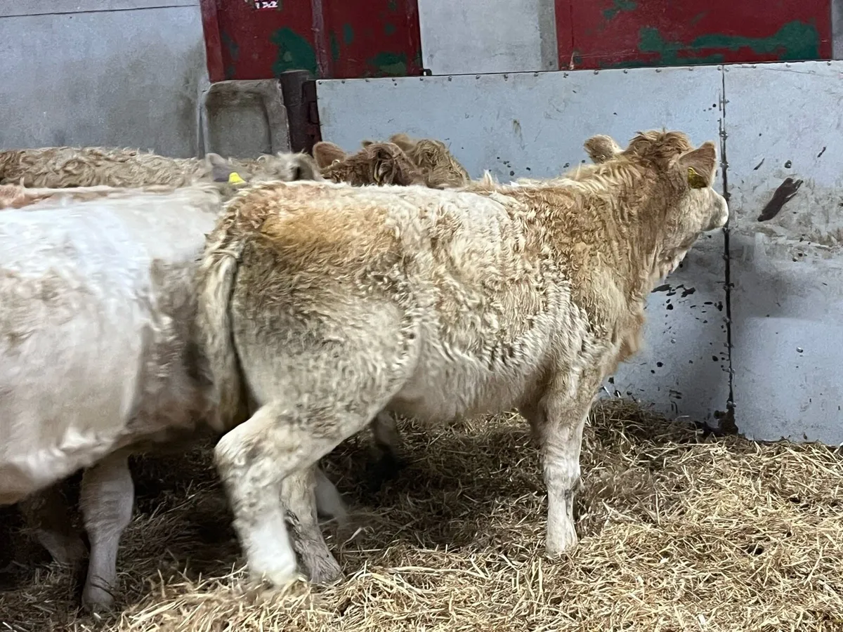 Super 300Kg Golden CH Heifer Weanlings - Image 2