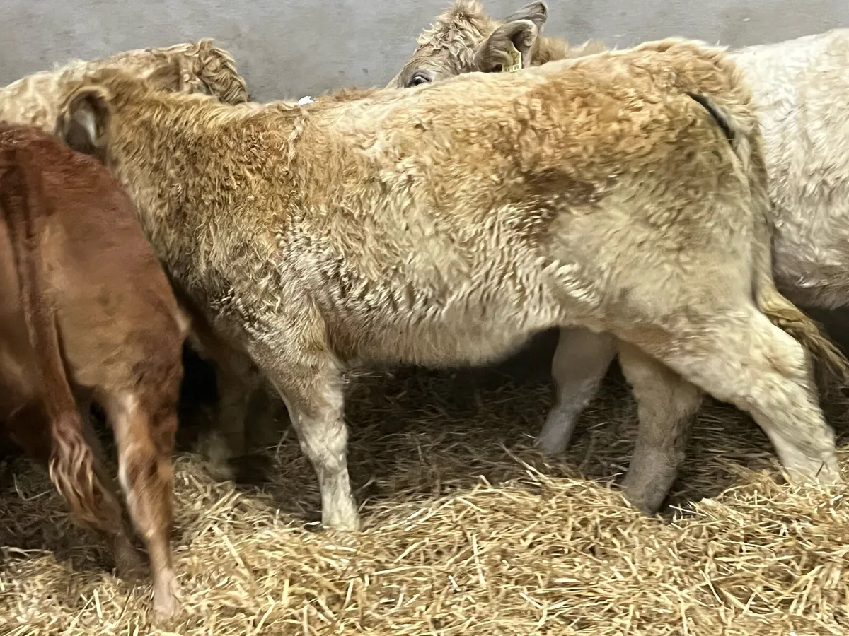 Super 300Kg Golden CH Heifer Weanlings - Image 3