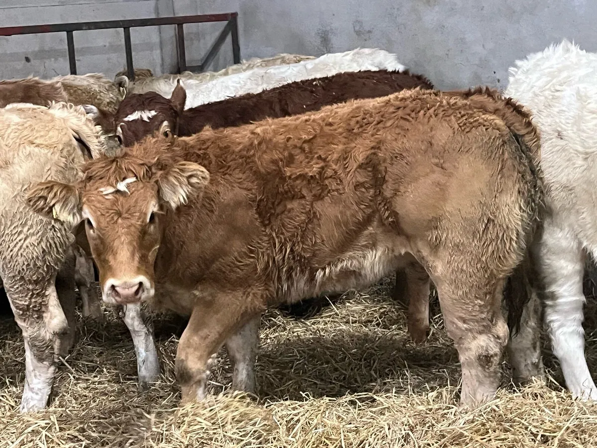 Super 300Kg Golden CH Heifer Weanlings - Image 4