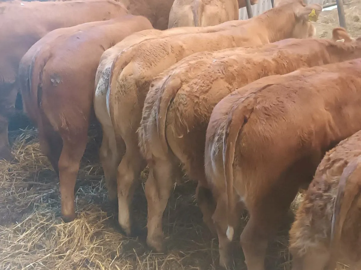 9 Smashing LMX  Heifer's for sale - Image 2