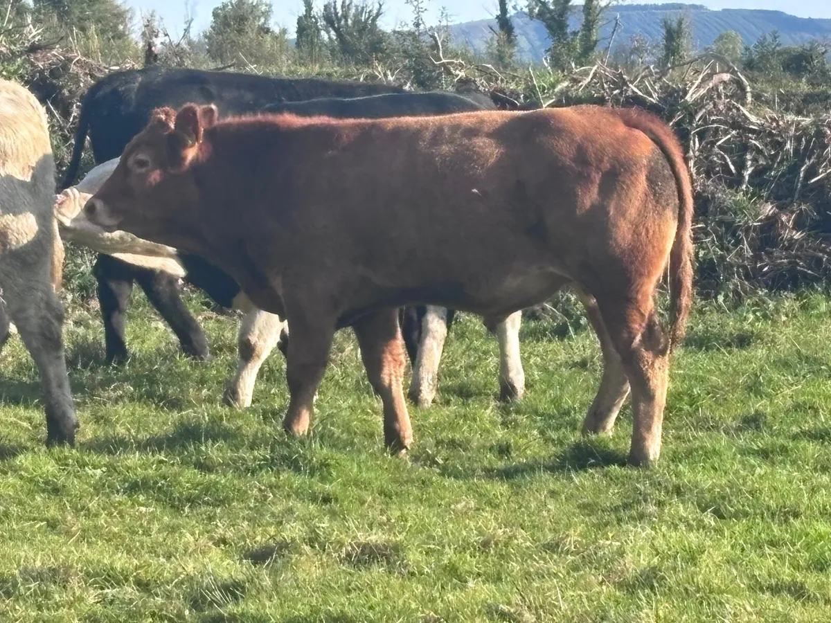 7 store bullocks for sale - Image 2