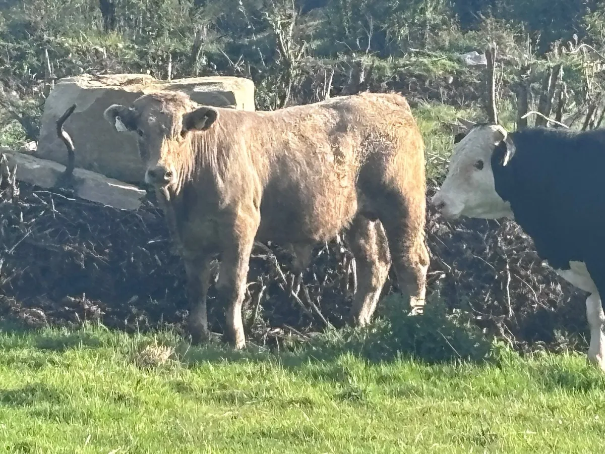 7 store bullocks for sale - Image 1
