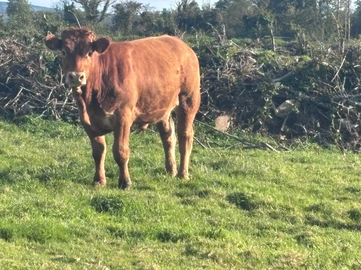 7 store bullocks for sale - Image 3