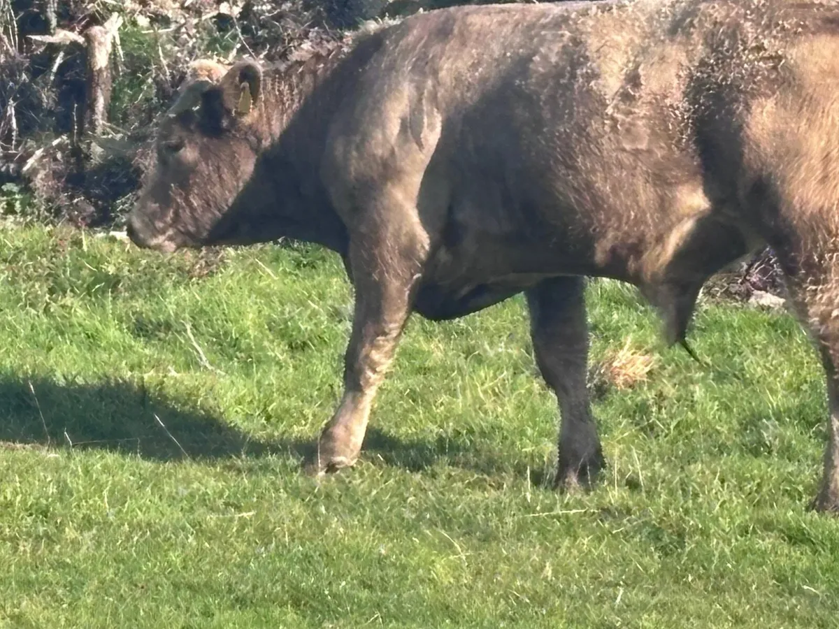 7 store bullocks for sale - Image 4