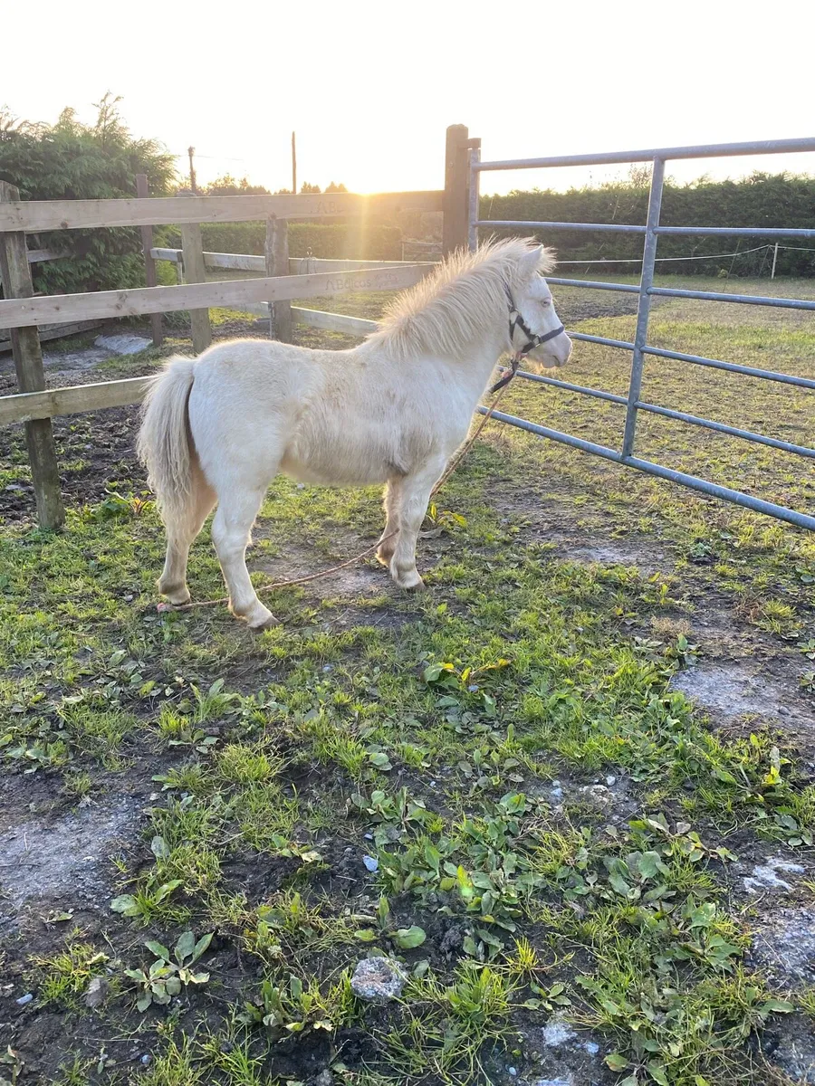 Palomino fillies - Image 2