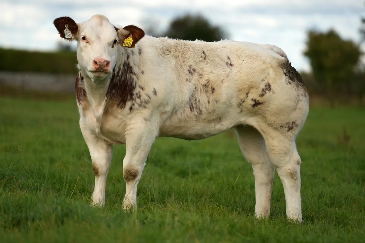 🌟🌟 Weanling show heifers🌟🌟 - Image 2