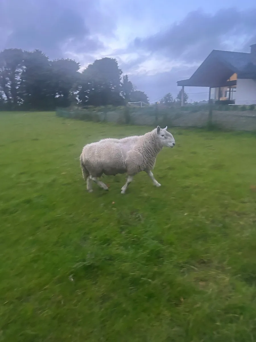 Cheviot Ram - Image 1