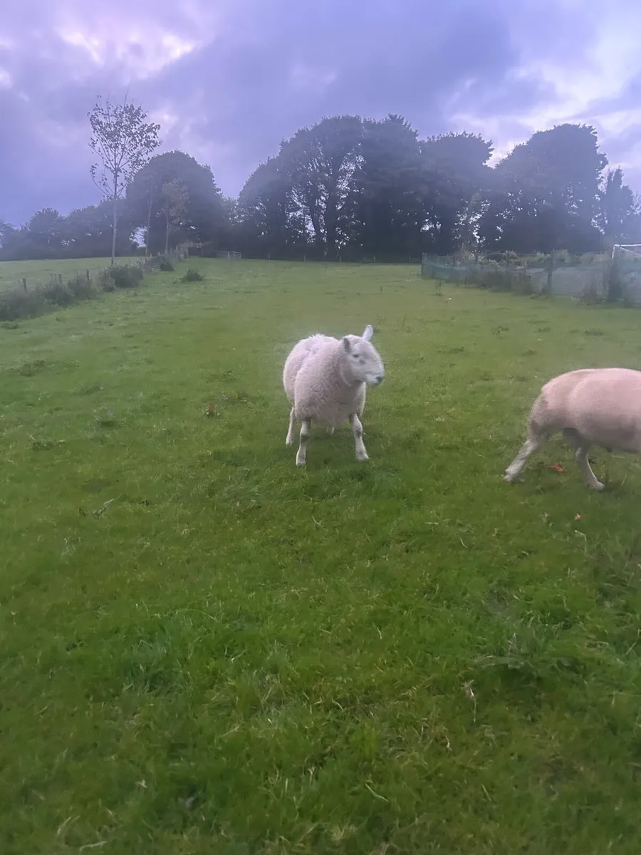 Cheviot Ram - Image 2