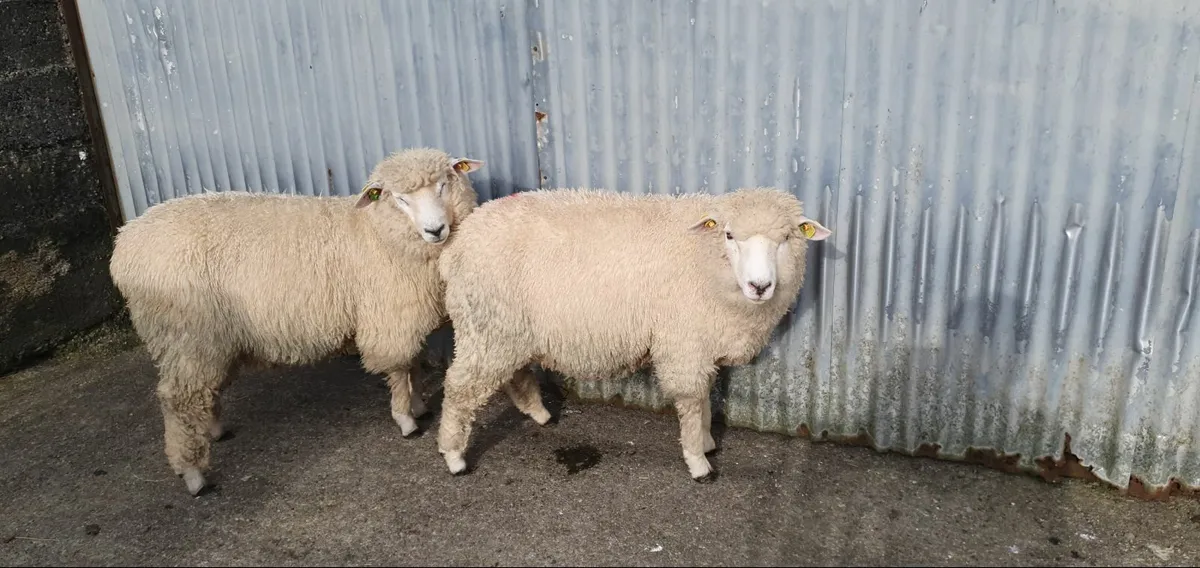 Ram lambs - Image 2