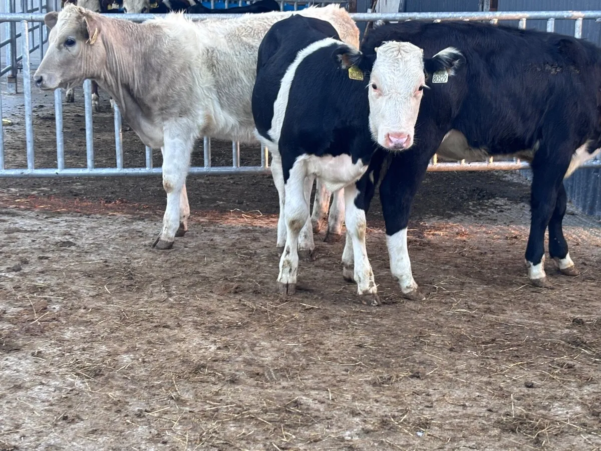3 weanling heifers for sale - Image 2