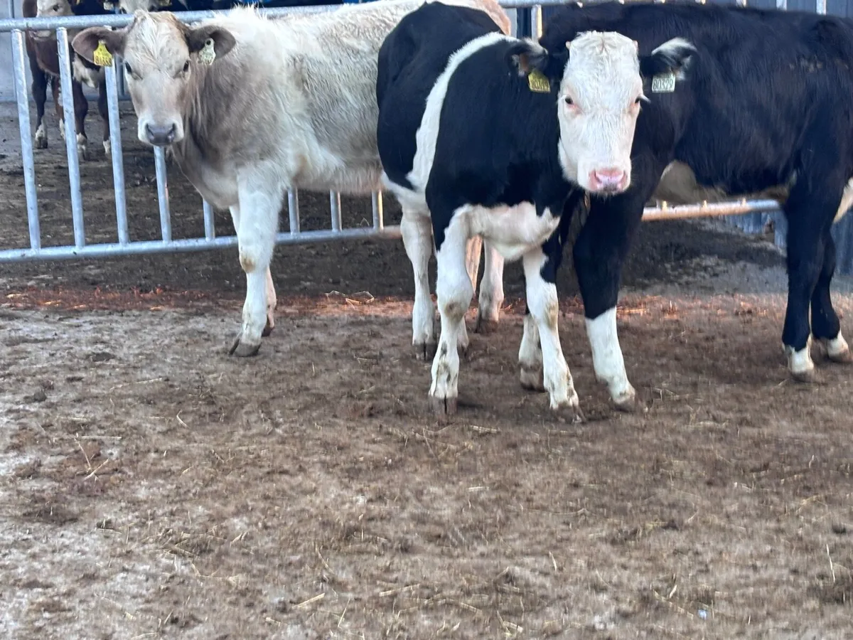 3 weanling heifers for sale - Image 3