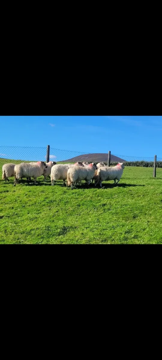 ☆☆☆8 EWE LAMBS ☆☆☆ - Image 2