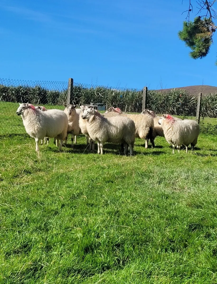 ☆☆☆8 EWE LAMBS ☆☆☆ - Image 1