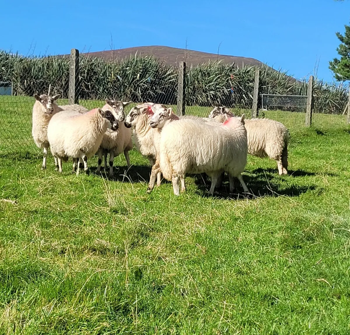 ☆☆☆8 EWE LAMBS ☆☆☆ - Image 4