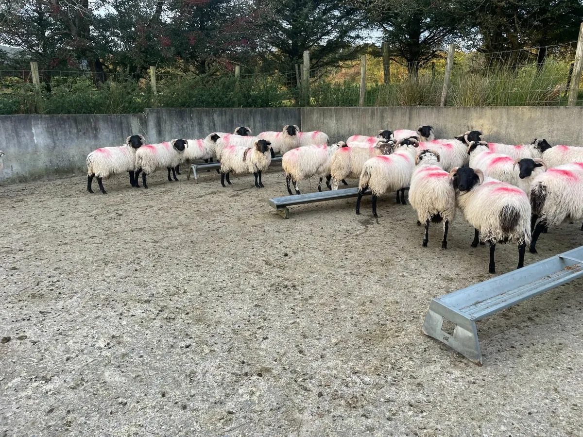 Ram Lambs - Image 1
