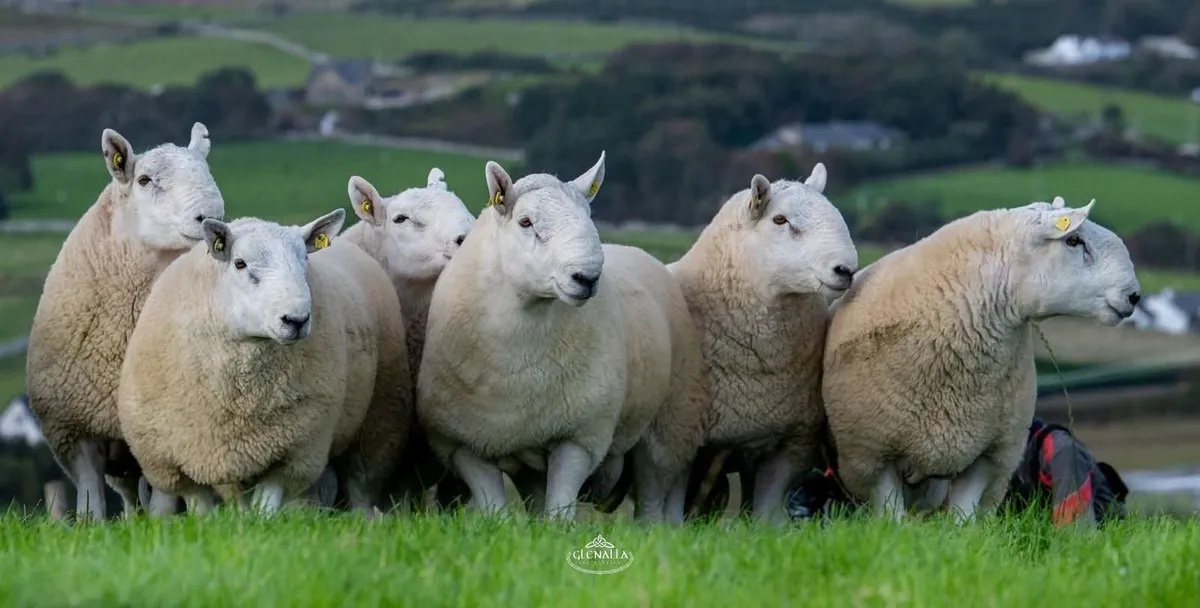 Wednesday 24th Donegal Pedigree Cheviot Sale - Image 2