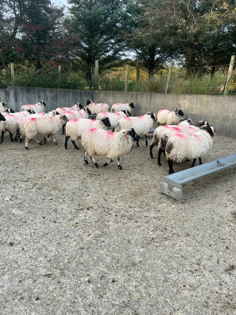 Ram Lambs - Image 3