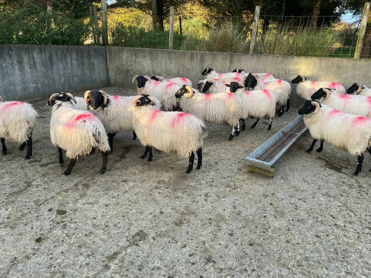 Ram Lambs - Image 4
