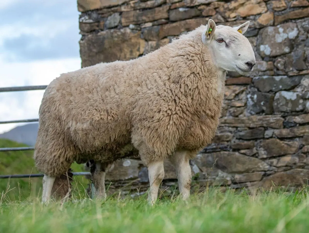 Wednesday 24th Donegal Pedigree Cheviot Sale - Image 3
