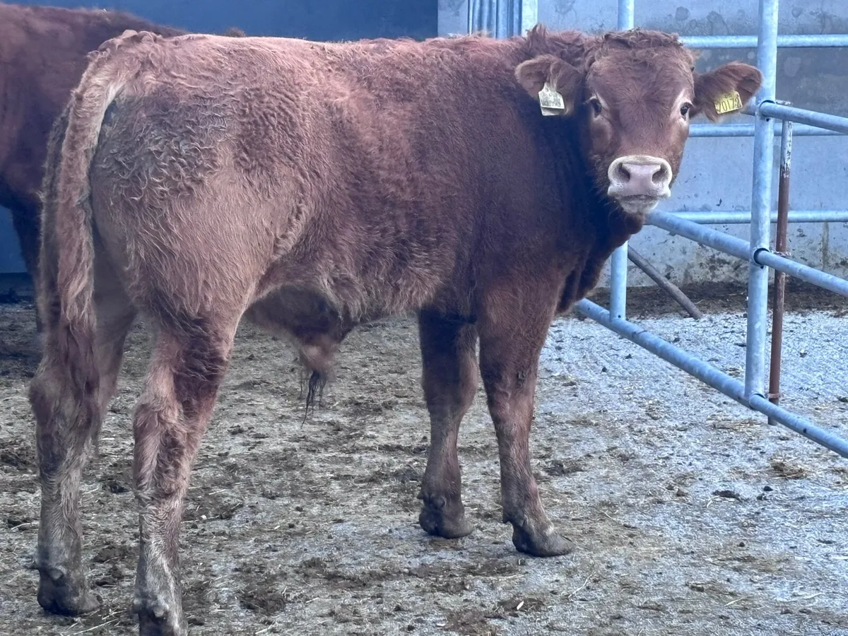 2 smashing Limision bull Weanlings for sale - Image 2