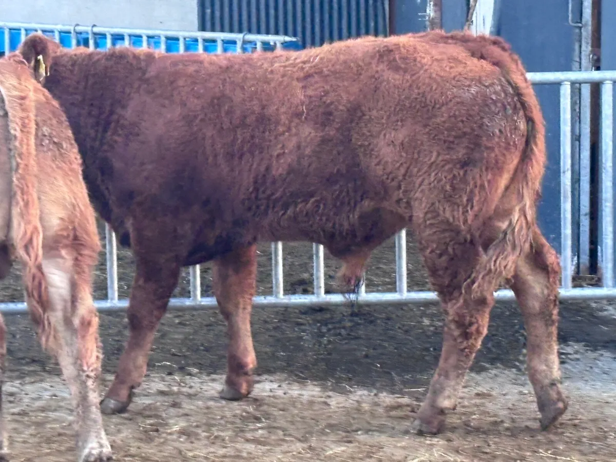 2 smashing Limision bull Weanlings for sale - Image 1