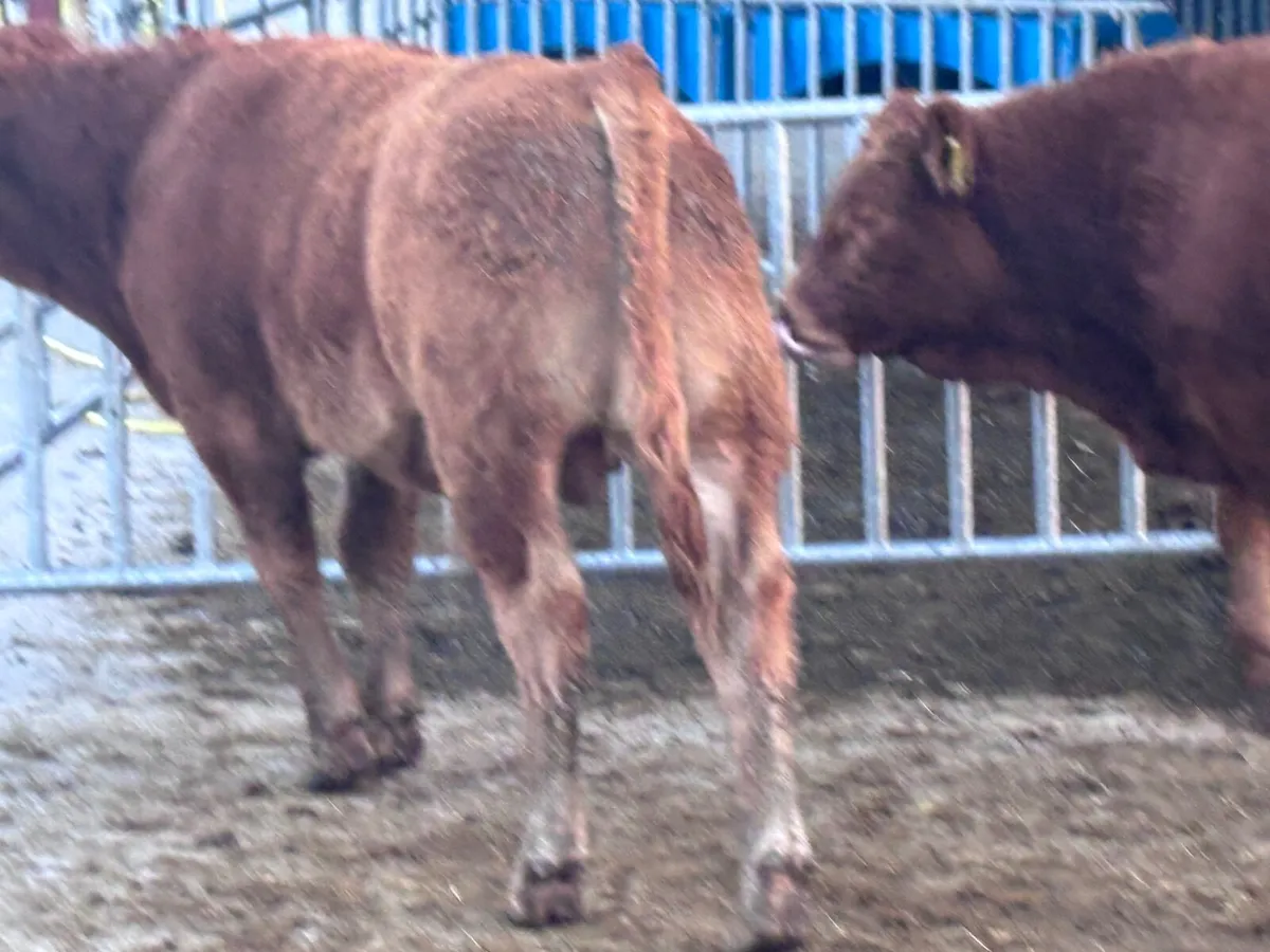 2 smashing Limision bull Weanlings for sale - Image 3