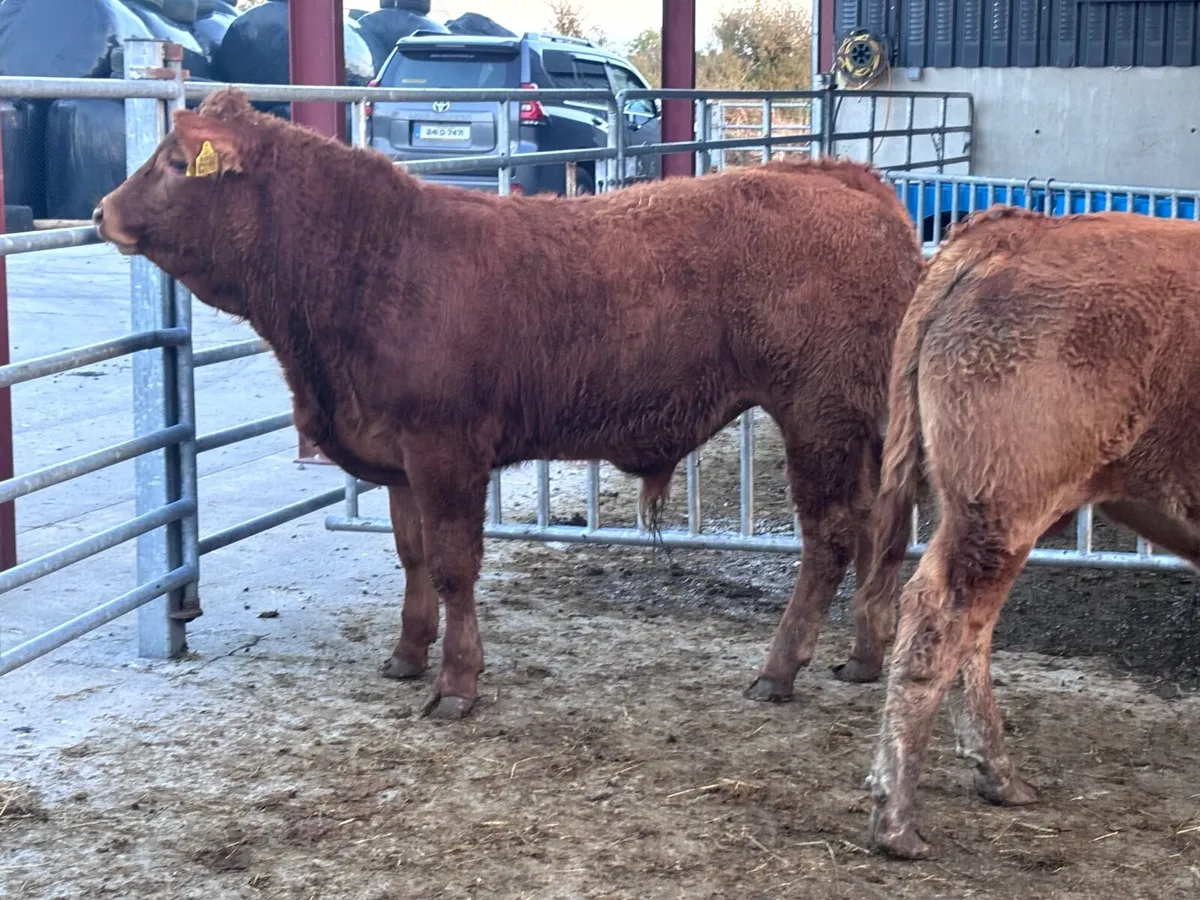 2 smashing Limision bull Weanlings for sale - Image 4