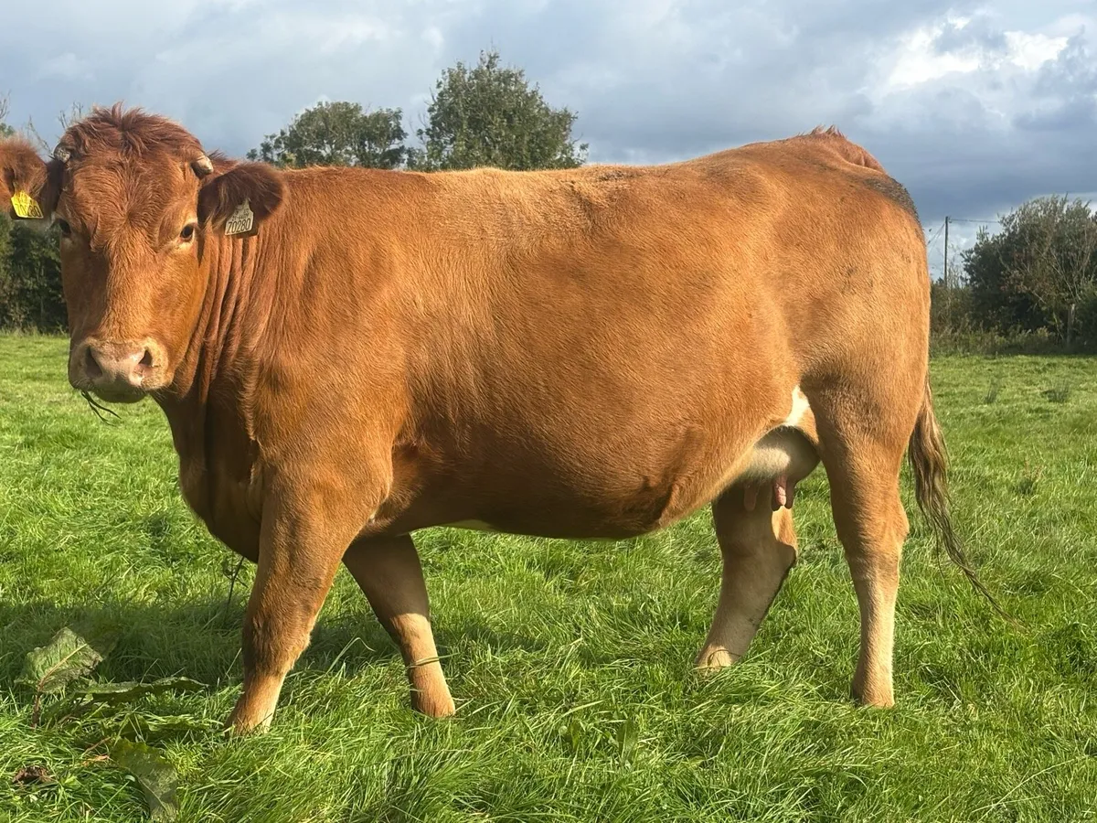 4 Limousin Springing Heifers - Image 1
