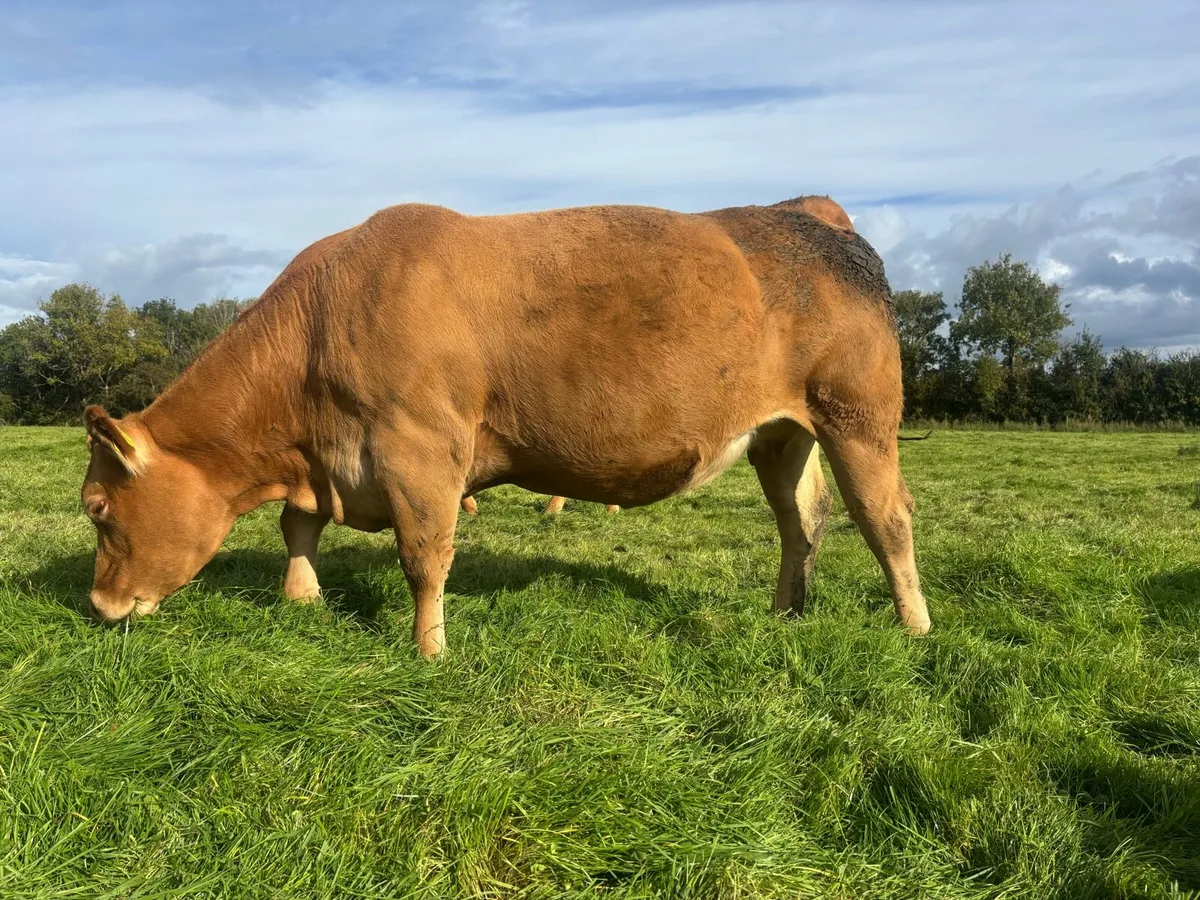 4 Limousin Springing Heifers - Image 3