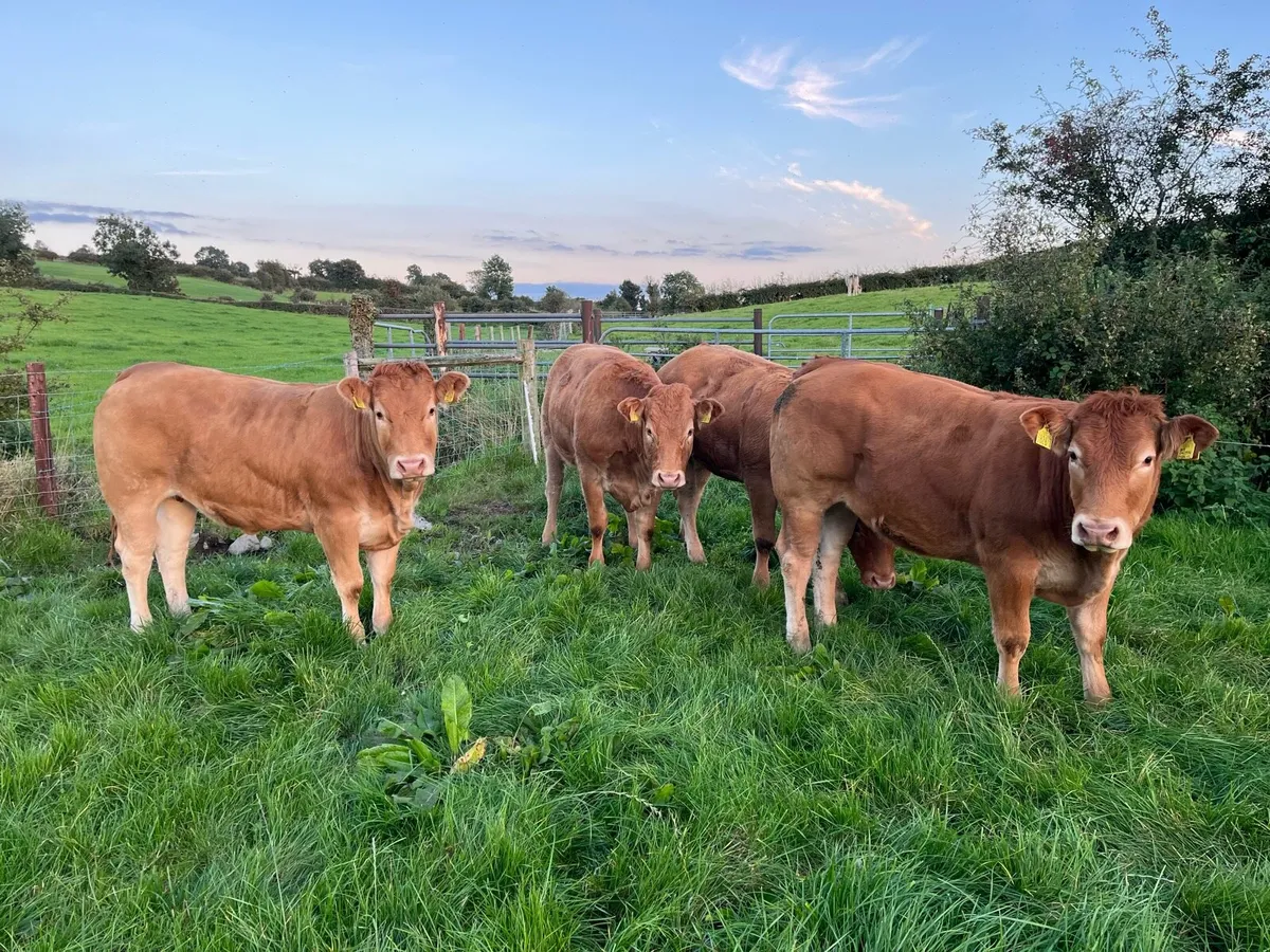 Heifers - Image 1