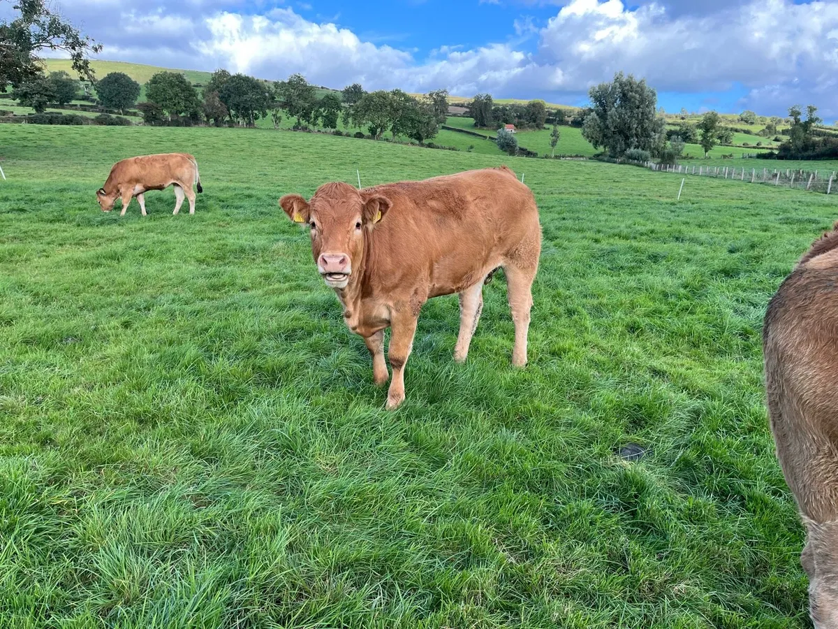 Heifers - Image 2