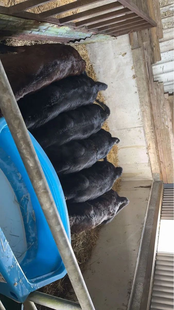 Calves wanted. - Image 1